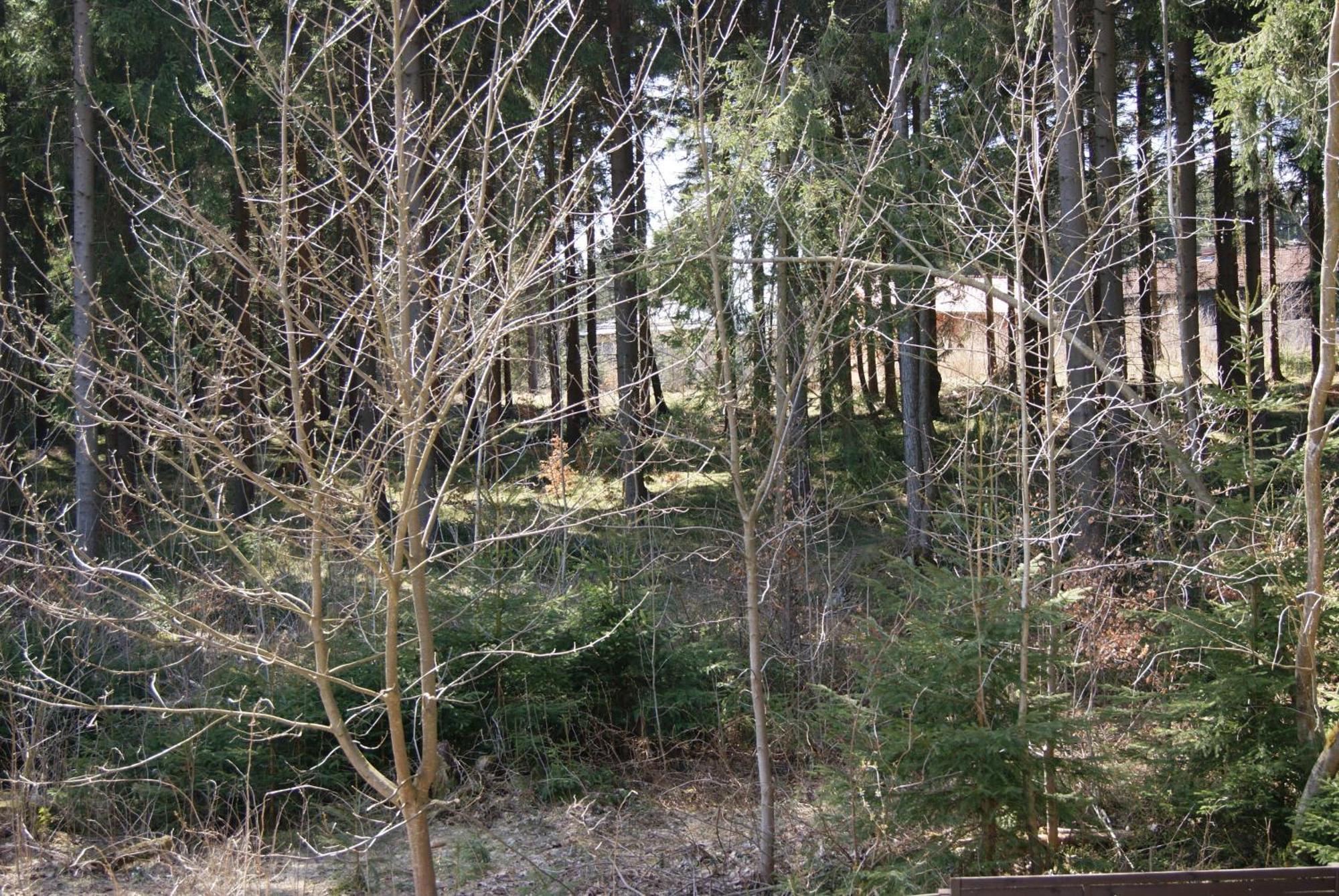 Ferienwohnung Schmidt Braunlage Room photo